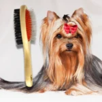 A347eca0e5eea4031810ca5cdd6cd6316b.webp